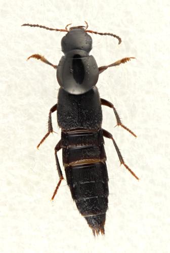 Réf. 314 871 : Quedius lateralis